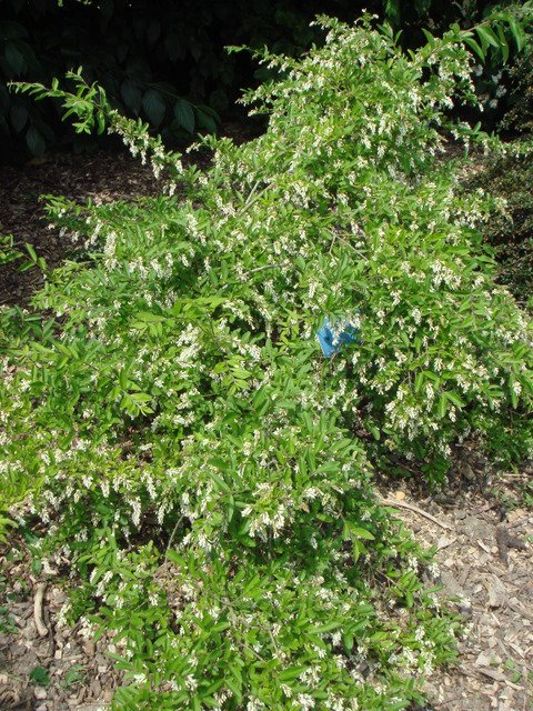 Ligustrum obtusifolium
